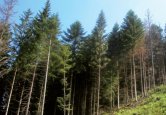 Zachránia choré kysucké lesy?
