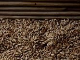 Egypt dúfa, že Rusko splní dohodnuté kontrakty na dodávky pšenice