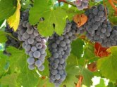 Zefektvuje proces iadania o podporu pri retrukturalizcii vinohradov