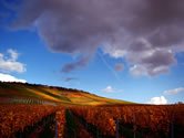 Retruktualizcia vinohradov - zmena iadosti