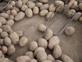 Za vysokmi cenami zemiakov treba vidie viac prin 