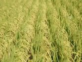 Produkcia rye by mala tento rok stpnu medzirone o 1,8 % 