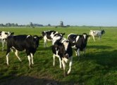 Slovensko poiada EK o rieenie kritickej situcie na trhu s mliekom 