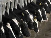 Liptovsk ponohospodri: mlieko je prli lacn