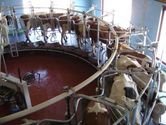 Spracovatelia v mji 2012 nakpili 77.211 t mlieka, medzirone viac o 7,2%