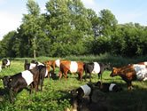 Stav hovdzieho dobytka v USA klesol na najniiu rove od roku 1952