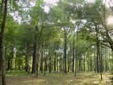 Oslabenm lesom m pomc novela zkona o lesnom reproduknom materili