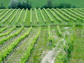 Fico ocenil vinrov za prkladn reprezentciu Slovenska