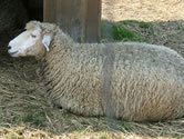 Chovatelia oviec oakvaj stabiln koncepciu rozvoja pdohospodrstva