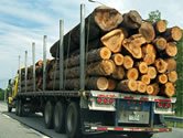 Drevo vy�a�en� v SR by sa nemalo exportova� bez pridanej hodnoty