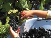 Vinohradníci môžu požiadať o podporu na poistenie úrody