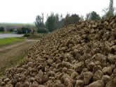 Pestovateom cukrovej repy sa vyplat ttna pomoc za 5 milinov eur