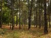 Poda FSC Slovensko poet pralesov op klesol, Lesy SR obvinenia odmietaj