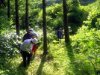 Pracovníci Lesov SR vítajú pokyn na odvolanie vedenia