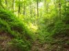 Nové vedenie Lesov SR uskutoční organizačné zmeny