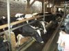 EK predloila sriu opatren na pomoc trhu s mliekom 