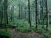 Vlastníci lesov nesúhlasia s poslaneckým návrhom HZDS-ĽS