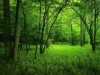 Lesy: dočasné riešenie